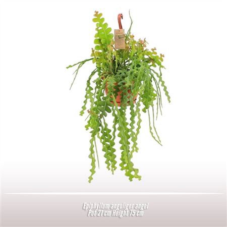 Epiphyllum Anguliger Angel