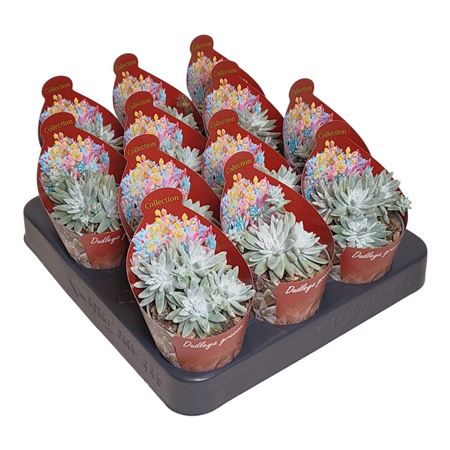 Dudleya Greenei Potcover