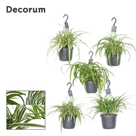 Chlorophytum Gemengd