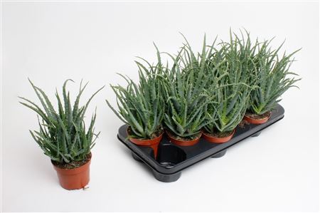 Aloe Arborescens