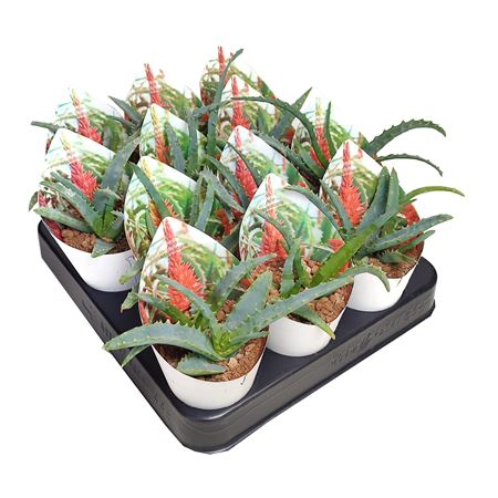 Aloe Arborescens Potcover