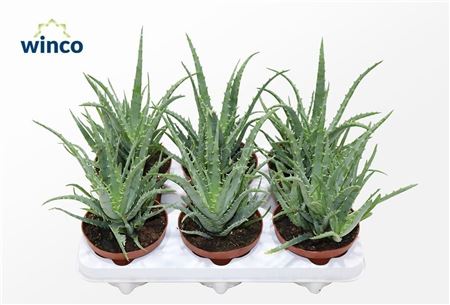 Aloe Arborescens