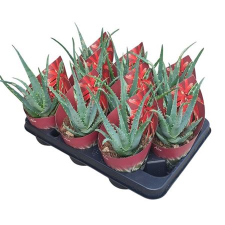 Aloe Arborescens Potcover