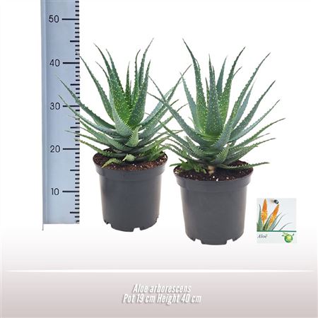 Aloe Arborescens