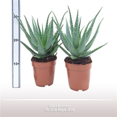 Aloe Arborescens