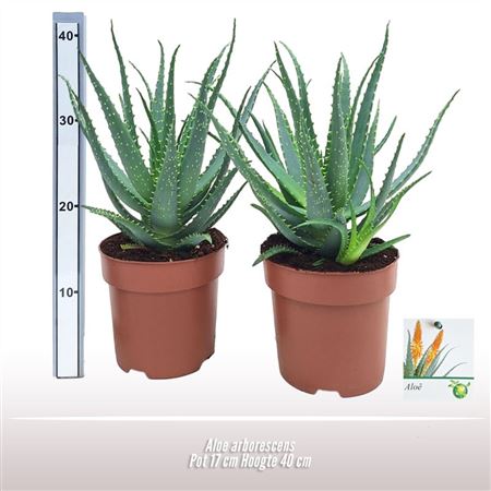 Aloe Arborescens