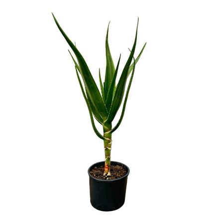 Aloe Arborescens