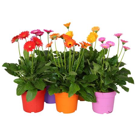 Gerbera Garvinea Mix