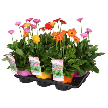 Gerbera Garvinea Mix