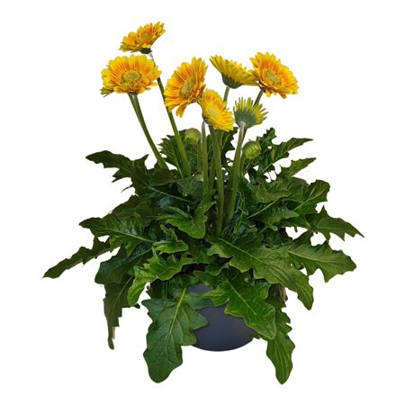 Gerbera Garvinea Sweet Blaze
