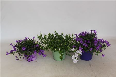 Campanula Portenschlagiana Kosea Mix