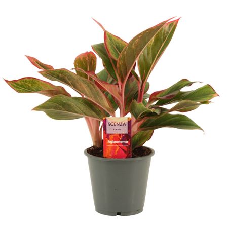Aglaonema Crete