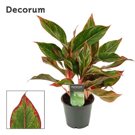 Aglaonema Crete (decorum)