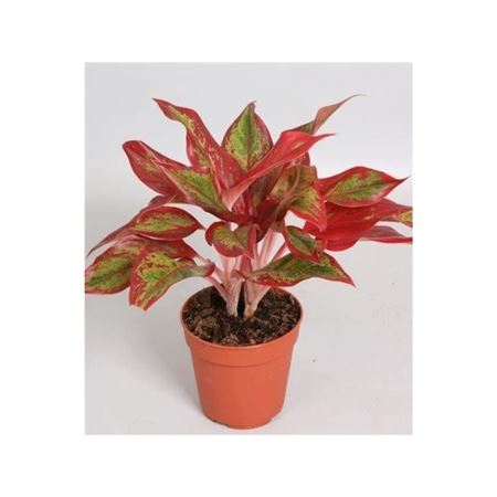 Aglaonema Crete
