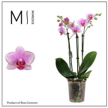 Phal 3st Rotterdam 30+ (orchid Growers)
