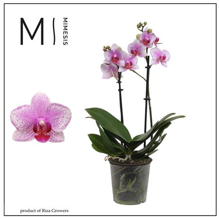 Phal 2st Rotterdam 22+ (orchid Growers)