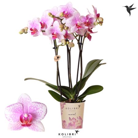 Phal 3st Rotterdam 40+ (ok)