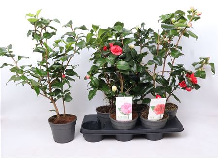 Camellia Japonica Mix 20+