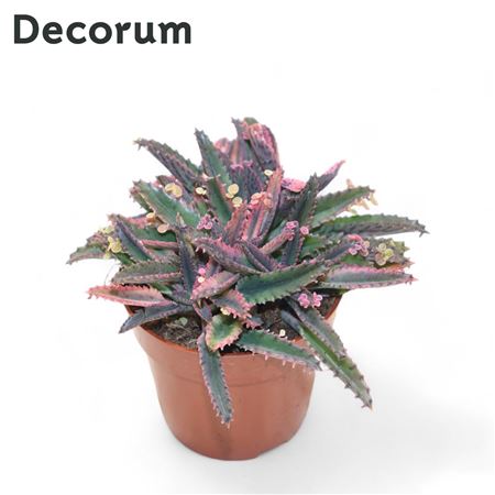 Kalanchoe Pink Butterfly Decorm