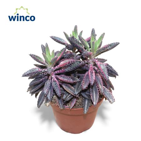 Kalanchoe Daigremontiana Pink