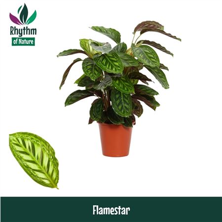 Calathea Flamestar Rhythm Of Nature