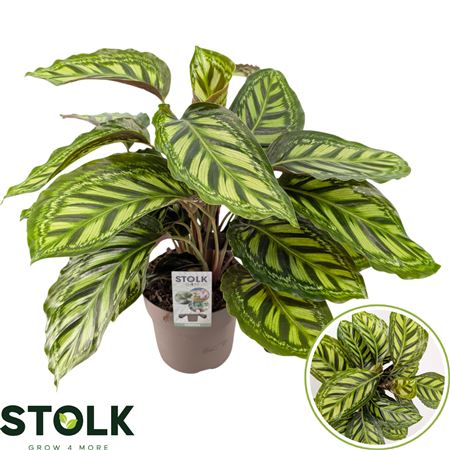 Calathea Moonlight