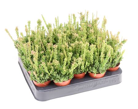 Rhipsalis Messembryanthemoides