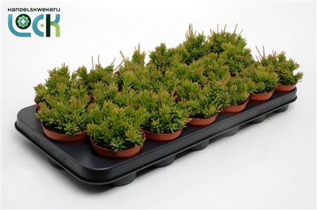 Rhipsalis Mesembryanthemoides