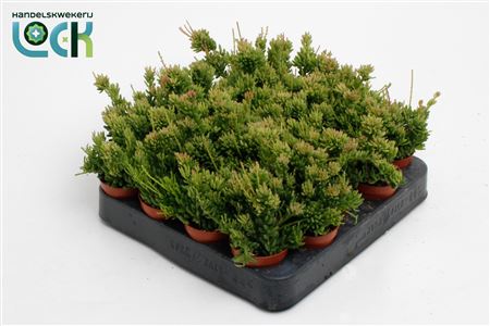 Rhipsalis Mesembryanthemoides