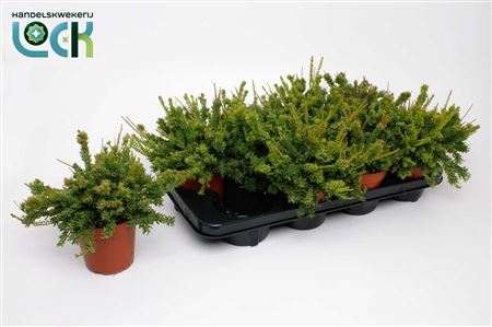 Rhipsalis Mesembryanthemoides