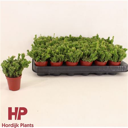 Rhipsalis Mesembryanthemoides