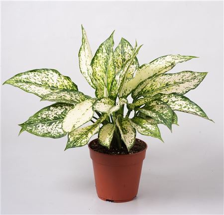 Aglaonema First Diamond