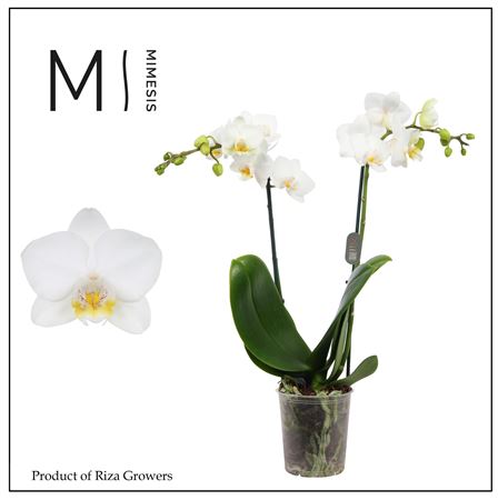 Phal 2st Snowflake 16+