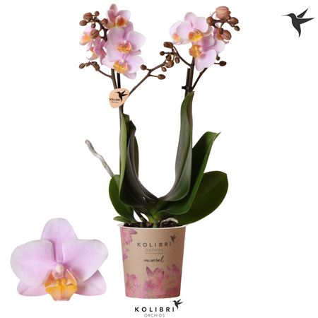 Phal Kolibri 2st Mineral Andorra 16+(ok)