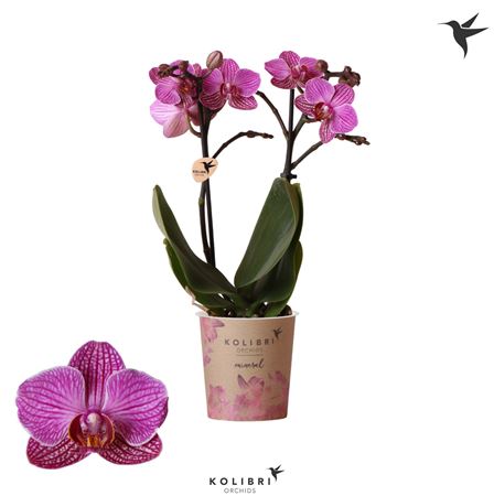 Phal 2st Moldavië 22+ (ok)