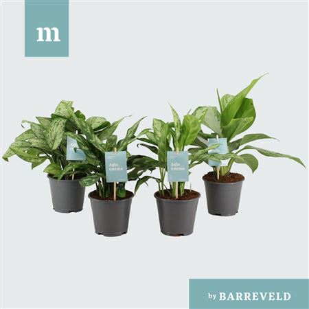 Aglaonema Mix