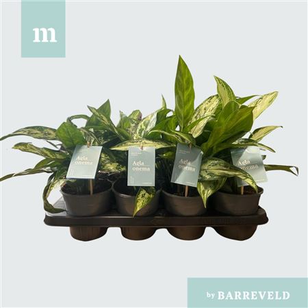 Aglaonema Mix