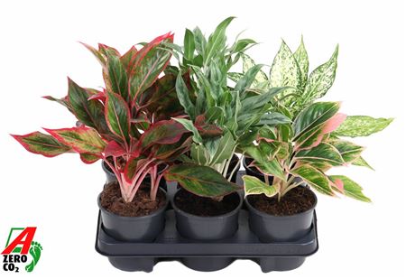 Aglaonema Mix (ammerlaan)