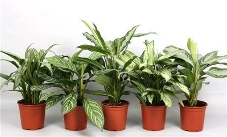 Aglaonema Mix Green