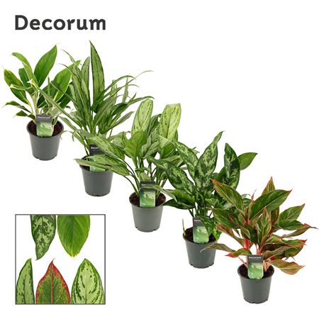 Aglaonema Mix 12  (decorum)