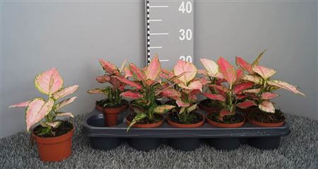Aglaonema Mix