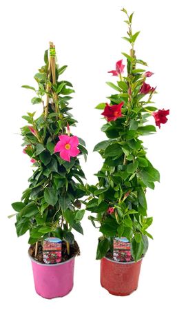 Mandevilla Rio Mix