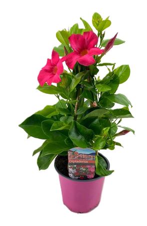 Mandevilla Red Pyramid
