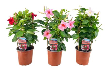 Mandevilla Rio Pink