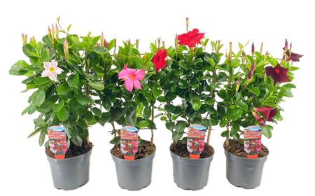 Mandevilla Rio Mix On Reck