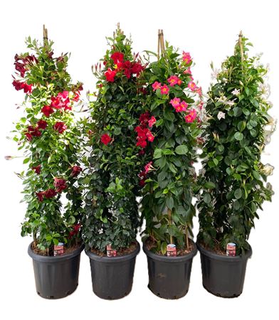 Mandevilla Rio Pink