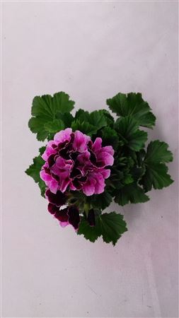 Pelargonium Grandi Purper Majesty