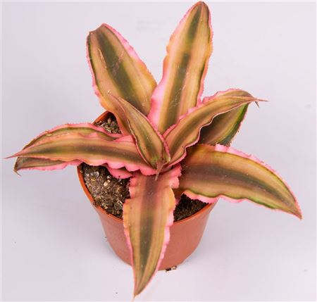 Cryptanthus Pink Starlight