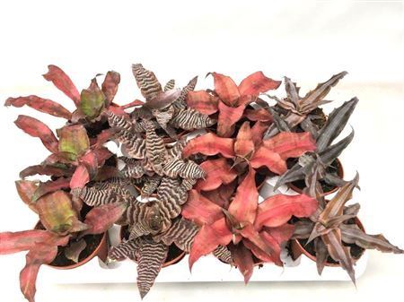Cryptanthus Mix