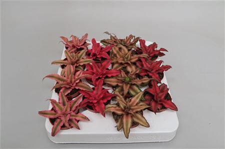 Cryptanthus Mix